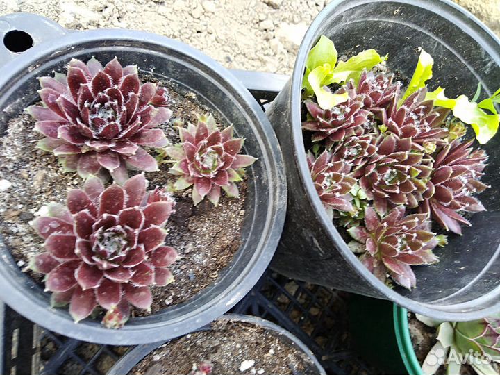 Молодило. Каменная роза