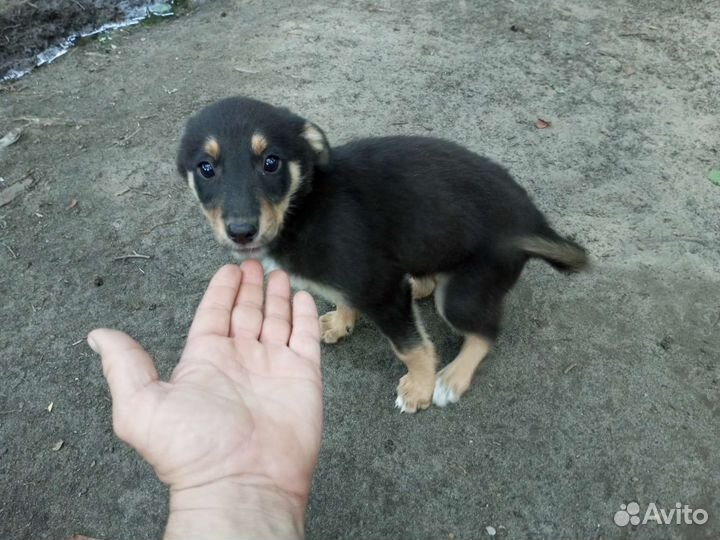 Щенок в добрые руки