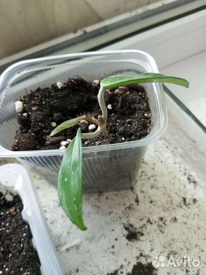 Хойя отросток