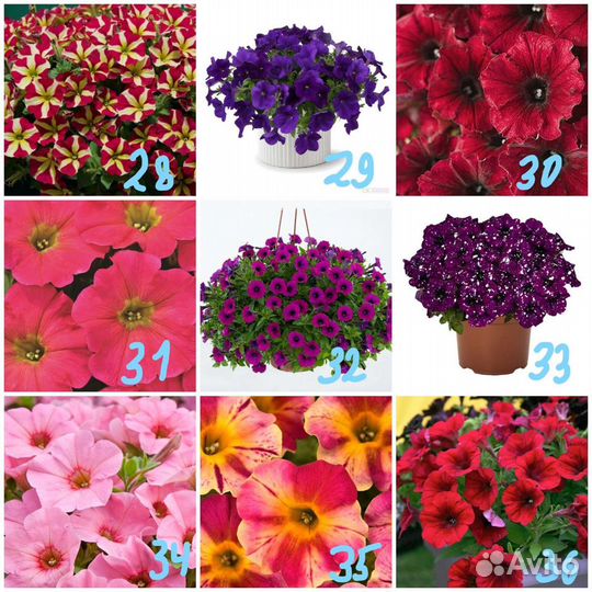 Петуния ампельная