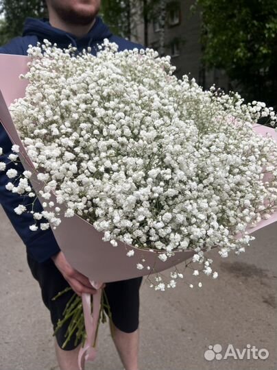 Гипсофила