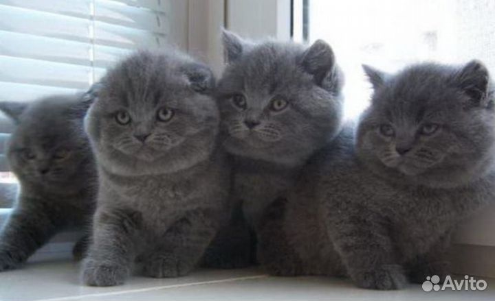 Шотландская