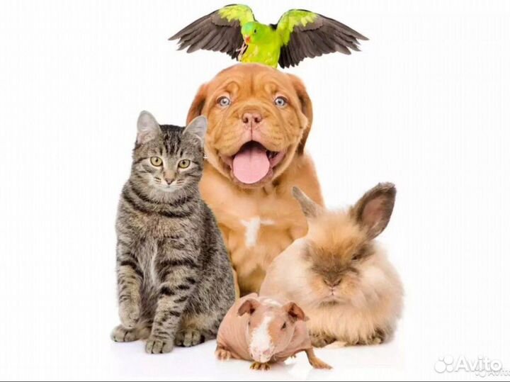 Домашняя передержка животных