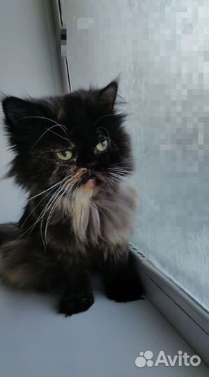 Кошка перс