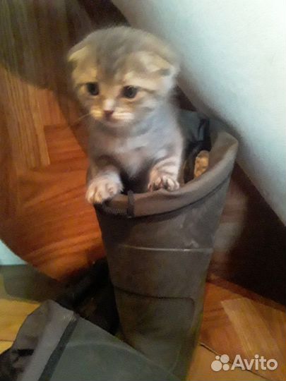 Отдам даром бесплатно