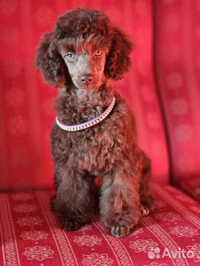 Щенки той пуделя, мини. Красивые, здоровые