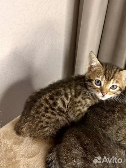 Бенгальские котята