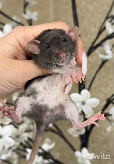 Дамбо крысы, крысята, крыса. Питомник