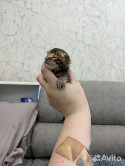 Бенгальские котята
