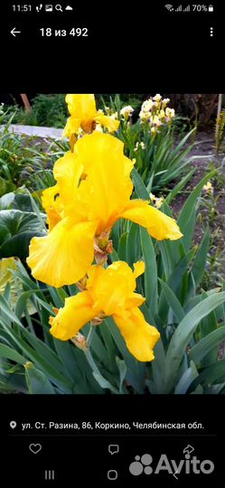 Садовые цветы-многолетники