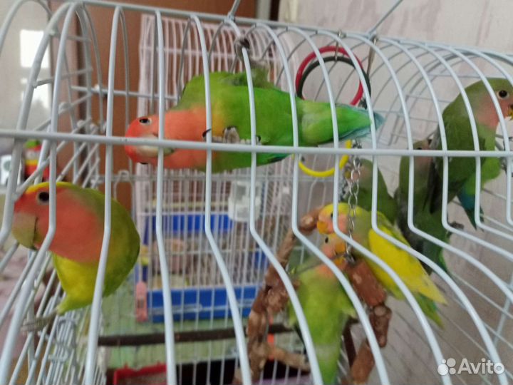 Птенцы попугая неразлучника