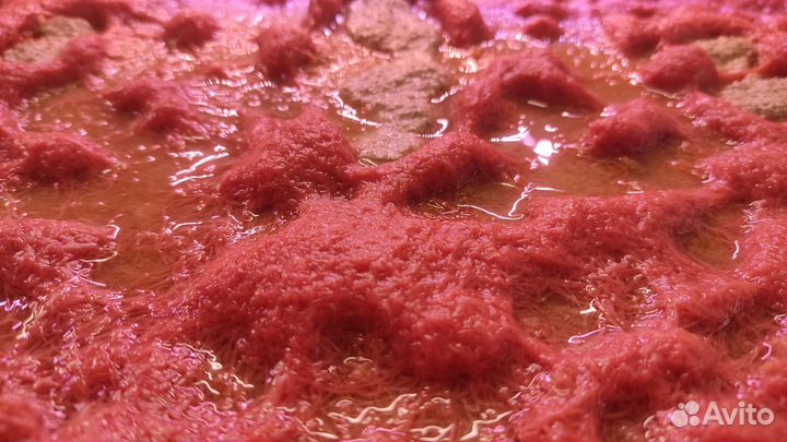 Трубочник изя, Декапсулированная артемия