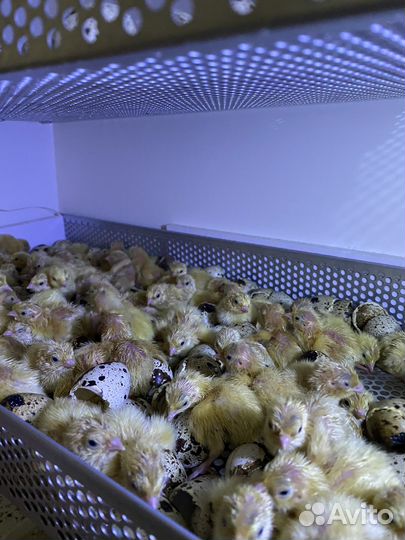 Перепела суточные