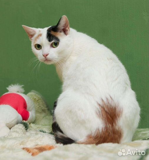 Кошка ищет дом