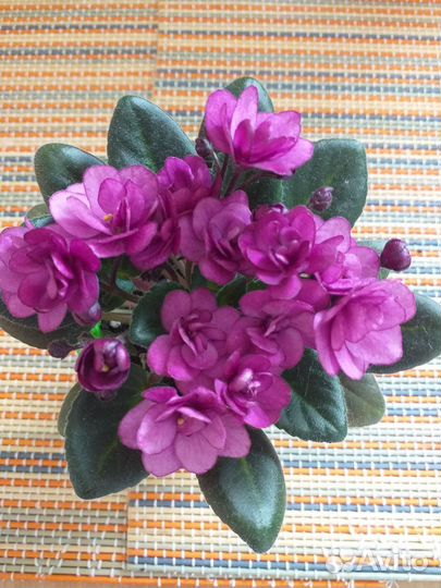 Фиалка cортовая