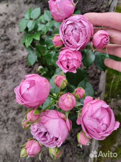 Саженцы роз