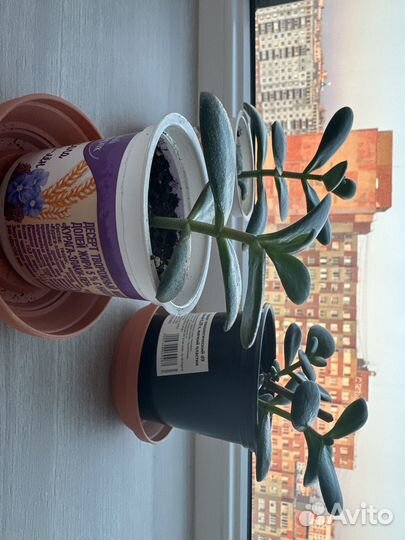 Комнатные цветы