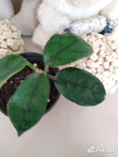 Хойи в ассортименте