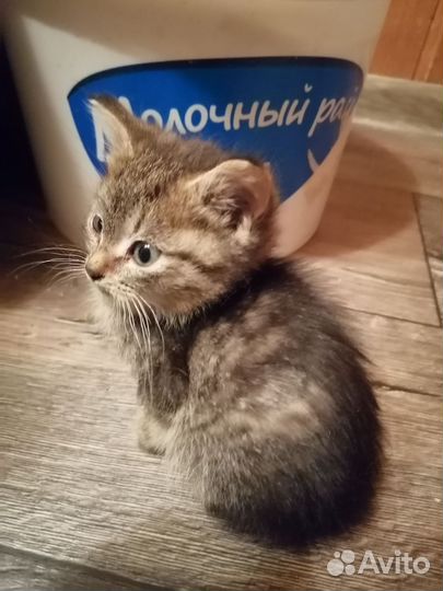 Три малыша ищут любящий дом