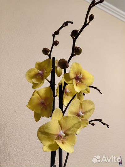 Орхидея биг лип