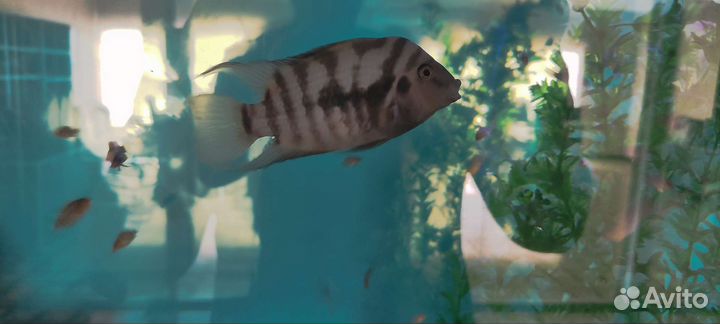 Бриллиантовая цихлазома, Чернополосая цихлазома