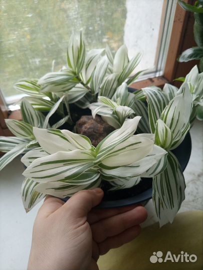 Традесканция Рео Хлорофитум (растения 1ч.)