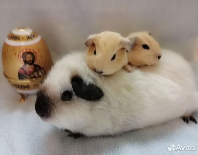 Морские свинки малыши Калифорния