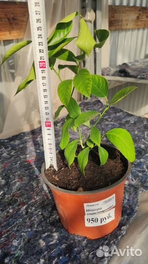 Саженцы лимона Мейера