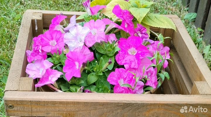 Петуния под пикировку