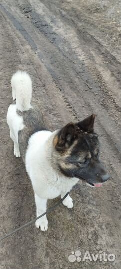 Отдам собаку в добрые руки. Американская Акита