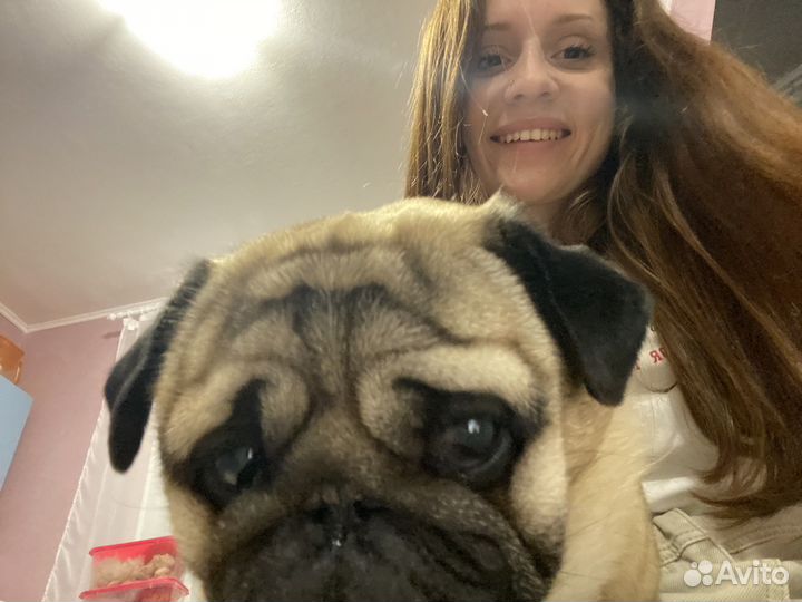 Передержка животных и птиц на время отпуска