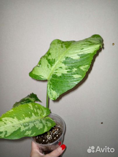 Шизматоглотис