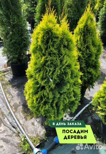 Туя Смарагд,Брабант,Колумна