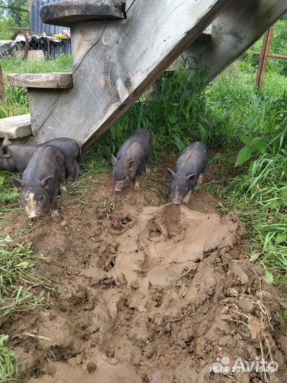 Вьетнамский вислобрюхий хряк