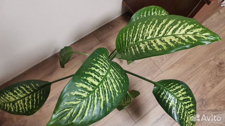 Диффенбахия