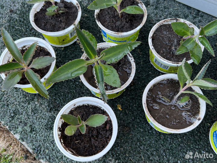 Каланхоэ живое дерево