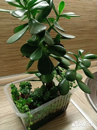 Крестовник роули, очиток Моргана и др