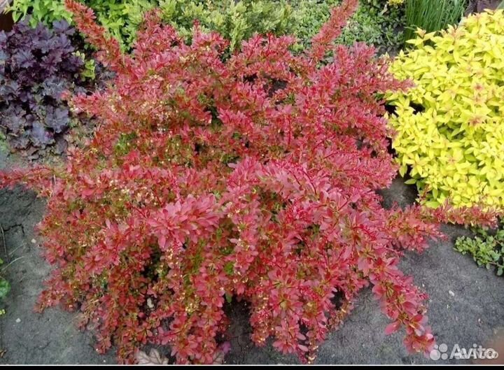 Барбарис Оранж Дрим