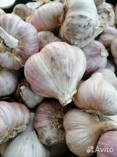 Лук семейный, чеснок