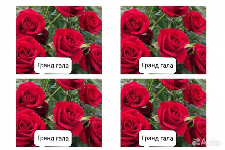Розы и деревья