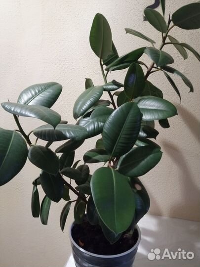 Фикус эластика робуста