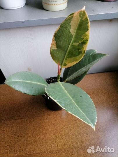 Сортовые фикусы