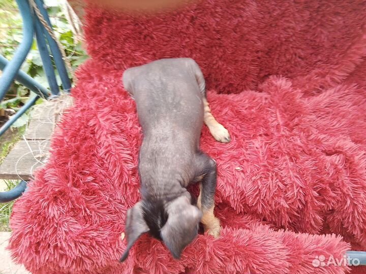 Китайская хохлатая голая