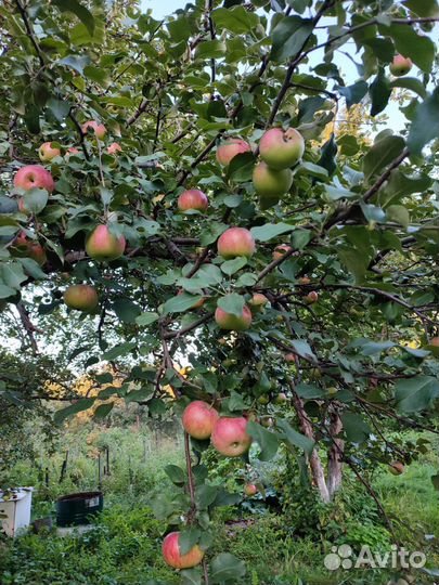 Яблоки и груши