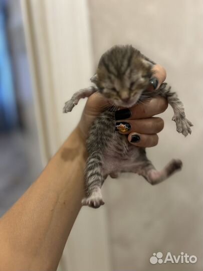 3 кота 3 хвоста котята
