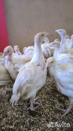 Индюшата хайбрид конвертер