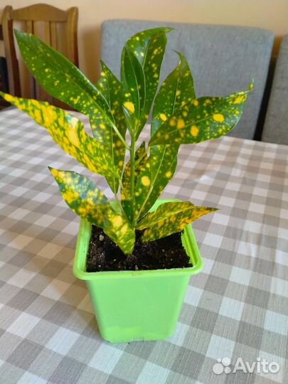 Замиокулькас,кротон