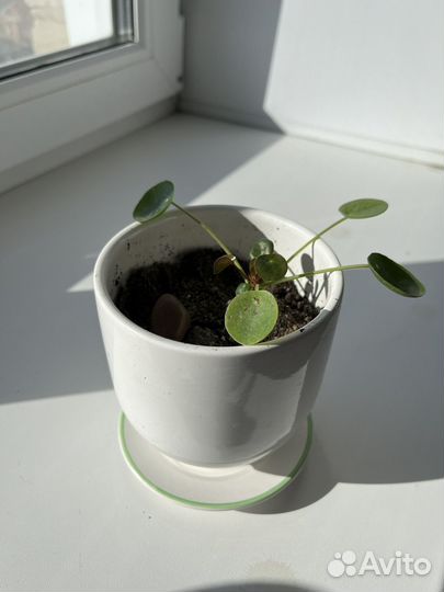 Пилея пеперомиевидная