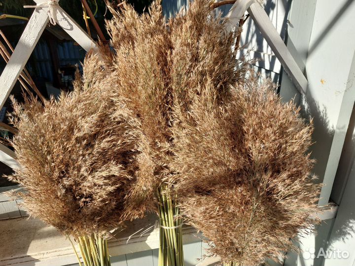 Тростник,пампасная трава