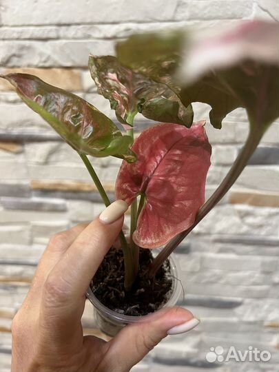 Сингониум galaxy strawberry ICE